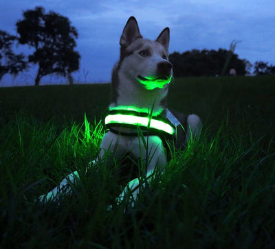 Why LED Dog Collars Are a Walking Must-Have (Even After Dark)